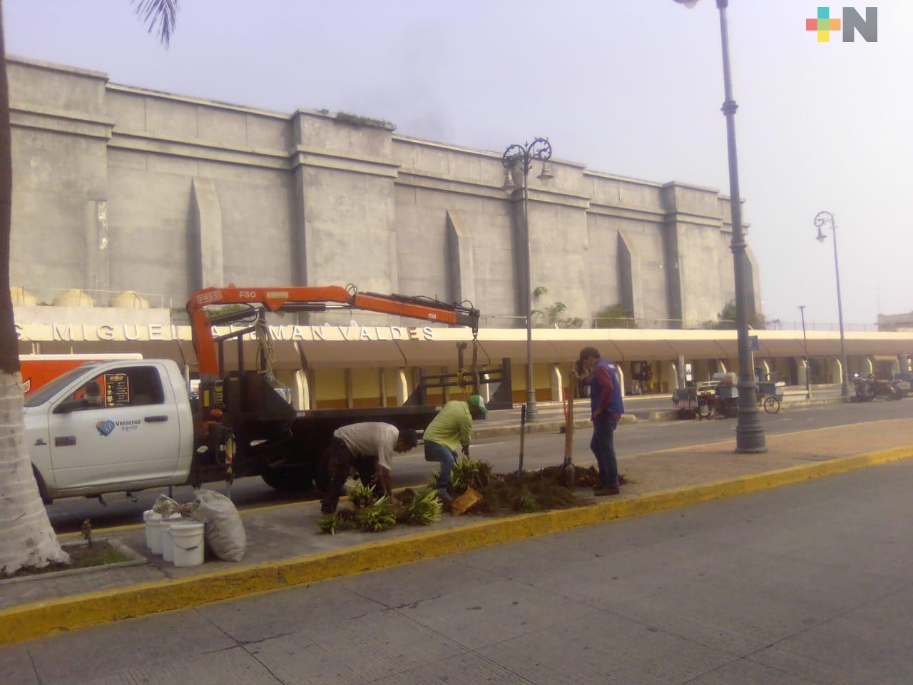 Artesanos del malecón del puerto de Veracruz sembraron un árbol