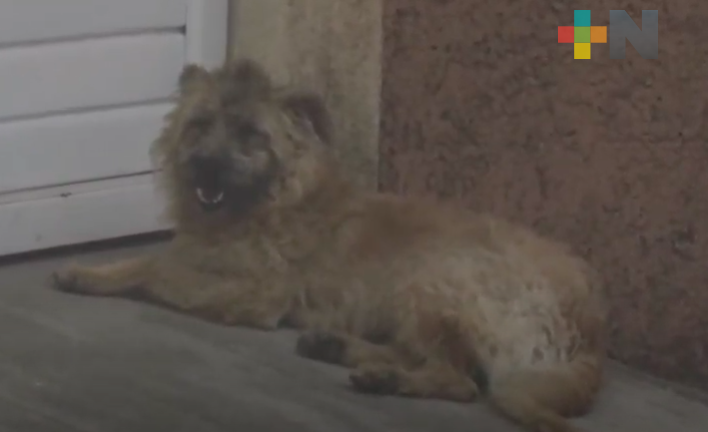 Irresponsabilidad y falta de conciencia ha ocasionado sobrepoblación de perros y gatos en las calles