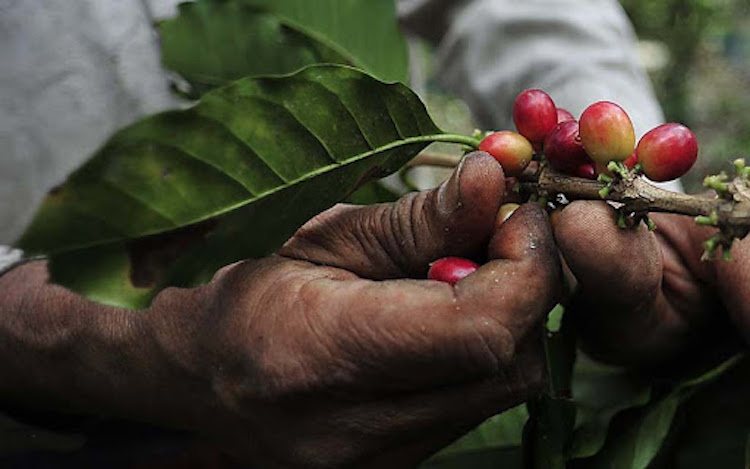 Para Cirilo Elotlán, la producción de café es como vida pura