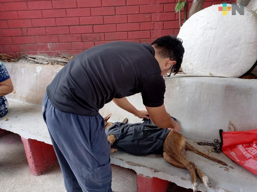 En Coatzacoalcos, Comunidad en Pro de los Animales de la Calle realizó jornada de esterilización