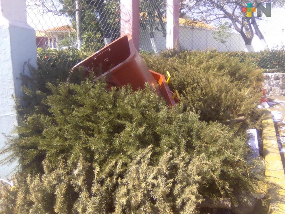 Recolección de pinos navideños también ayuda a prevenir accidentes