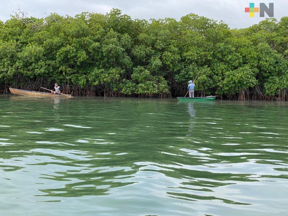 Falta de dragado en laguna afecta producción de ostiones en el sur de Veracruz