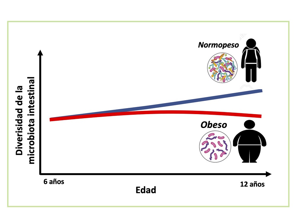 Influye microbiota intestinal en desarrollo de obesidad e hígado graso no alcohólico