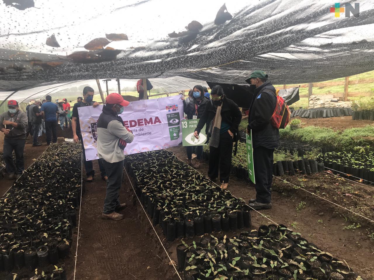 Vivero de haya mexicana creado en Acatlán, es apoyado por el programa de empleo temporal