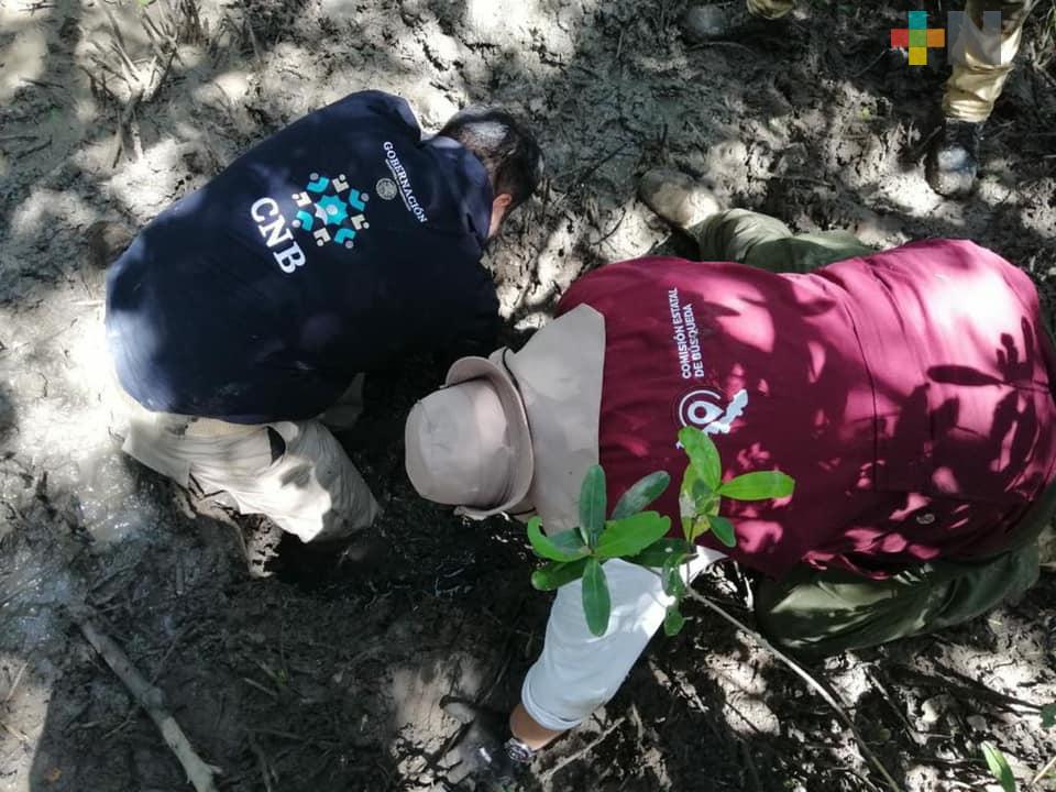 Siguen encontrando restos humanos en el municipio de Alvarado: Colectivo Solecito