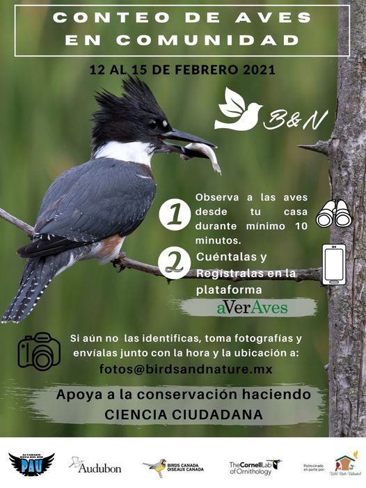 Invitan al conteo de aves en tu comunidad del 12 al 15 de febrero
