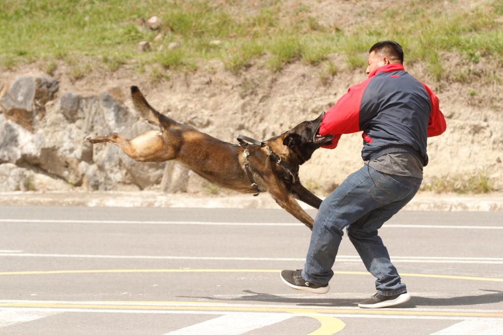 Veracruz, estado anfitrión del primer Diplomado Internacional Táctico K-9 Perros Multipropósito en el país