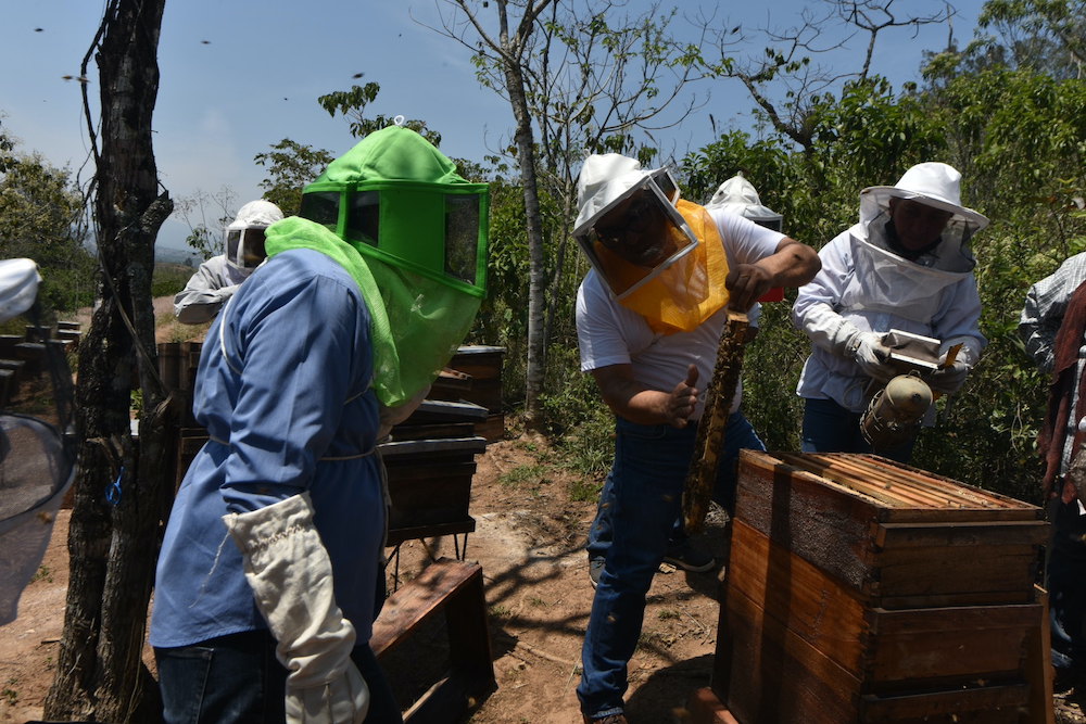 Con apoyo a la apicultura se fomenta el desarrollo en la zona rural de Xalapa