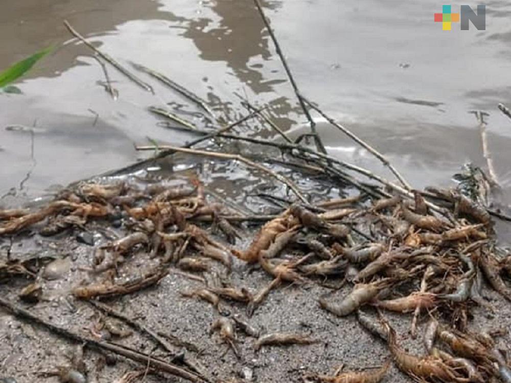 Continúa ecocidio en el Río Bobos