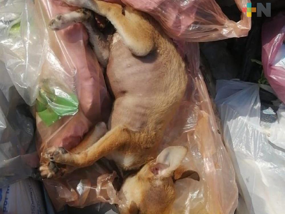 En Coatzacoalcos, abandonan a perrita entre montículos de basura; no logra sobrevivir