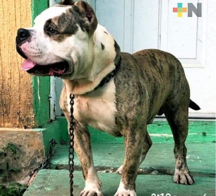 En Coatzacoalcos ofrecen 10 mil pesos de recompensa por encontrar a perro “Babo”