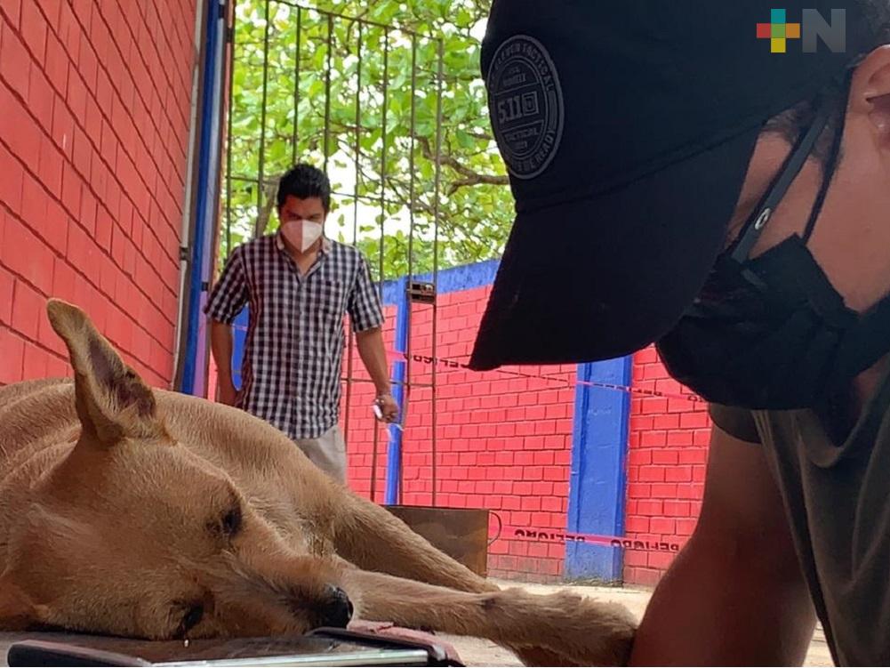 En Coatzacoalcos, veterinarios piden que se esterilicen más mascotas para reducir maltrato