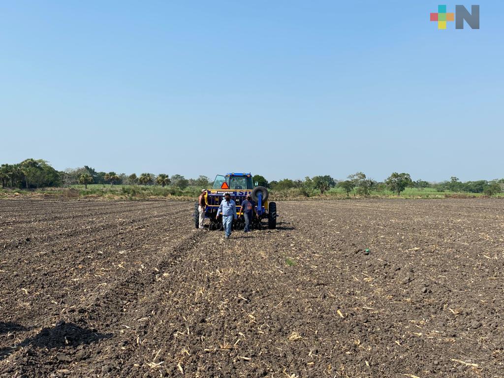 Productores de arroz reiniciarán sus cultivos, reciben pago del Seguro Catastrófico