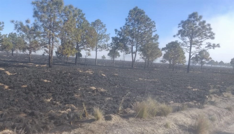 Más incendios forestales que en 2020, pero menos afectaciones por ser controlados de manera oportuna y rápida: Sedema