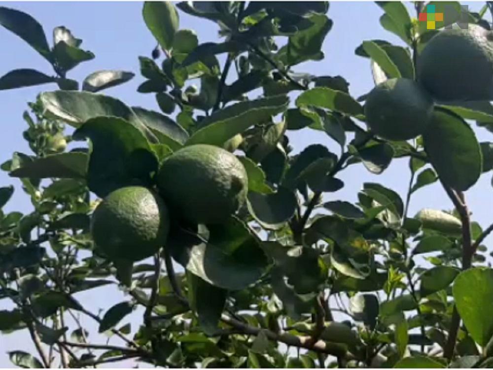 Limón orgánico con mejores beneficios para los productores