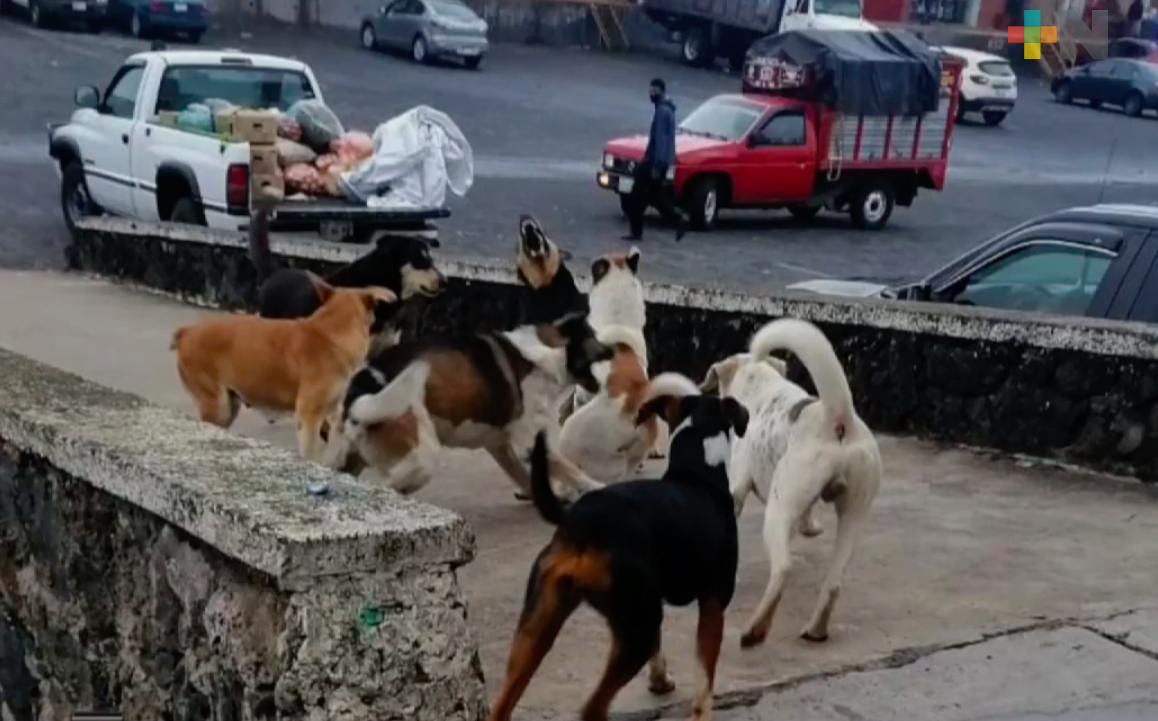 En Coatzacoalcos preparan primera jornada de esterilización de perros y gatos
