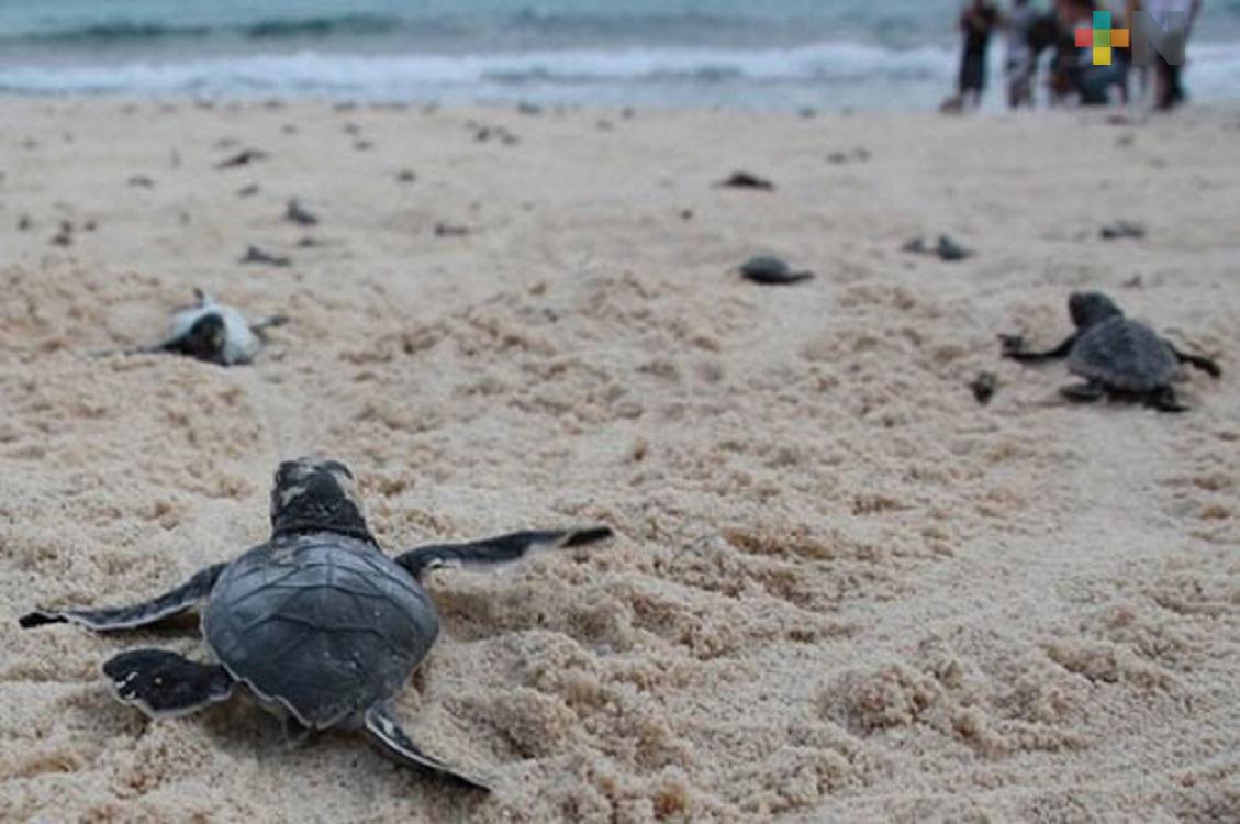 Personal de Medio Ambiente recibe capacitación para el manejo del arribo de tortugas a las playas de Tuxpan