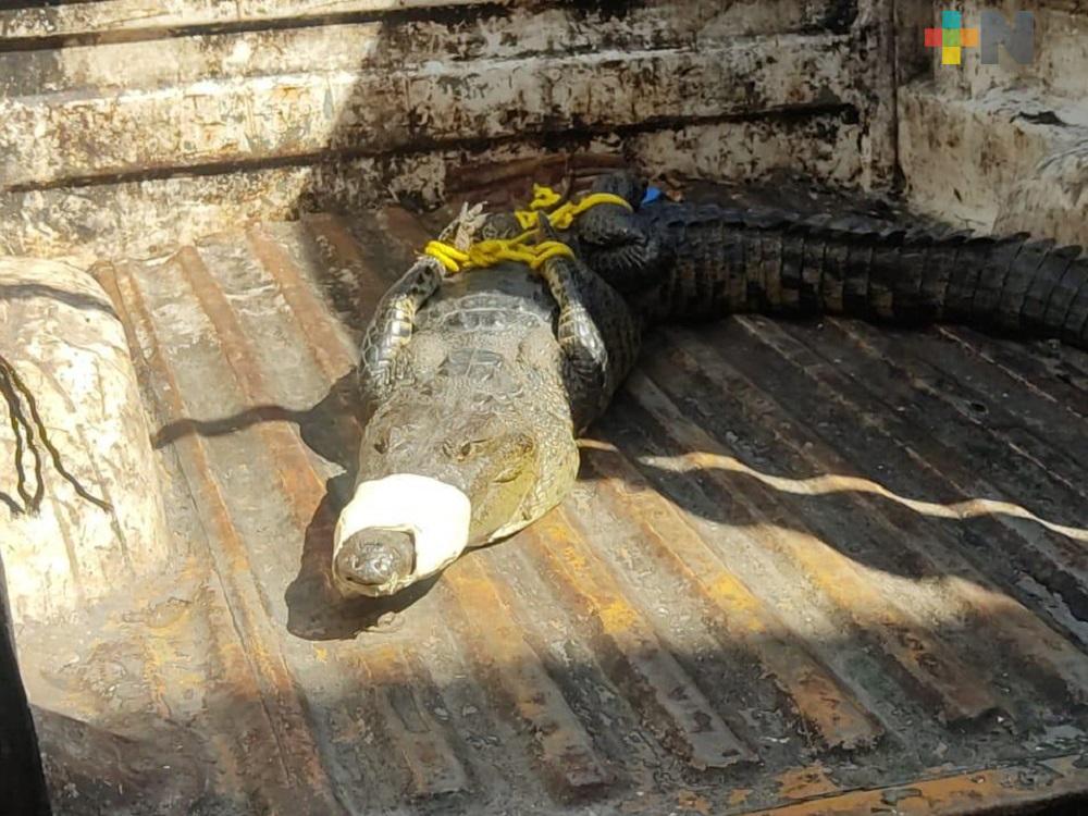 Policía de Coatzacoalcos capturó a cocodrilo de un metro 40 centímetros