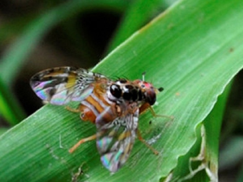 Secretaría de Agricultura y Desarrollo Rural extendió  seis meses más el dispositivo nacional de emergencia de sanidad vegetal