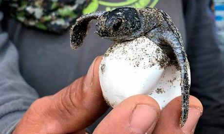 Inició la temporada de anidación de tortugas en las playas de Tuxpan
