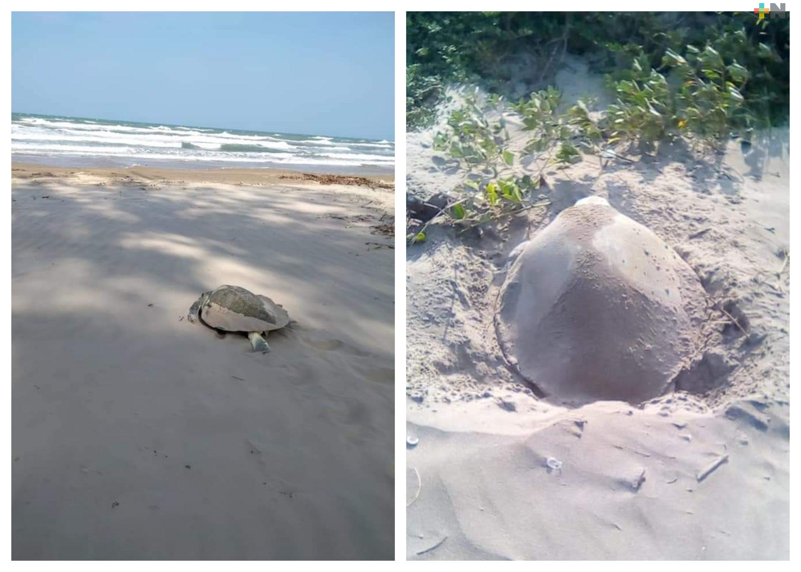 Inició temporada de anidación de tortugas marinas en el estado de Veracruz