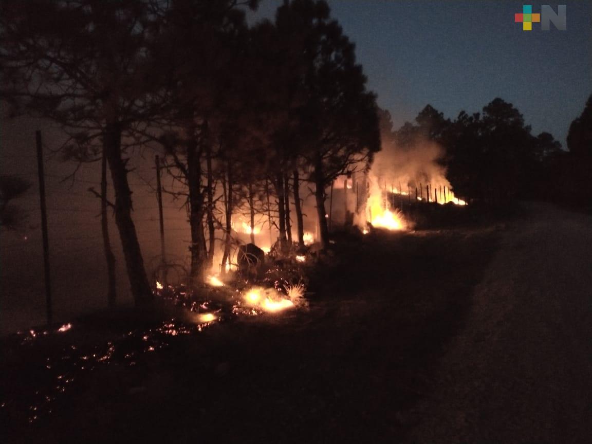 Incendios han afectado más hectáreas pero poco arbolado adulto: Conafor