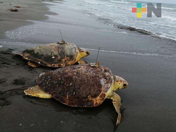 Liberan tres tortugas con transmisor satelital en playas de Veracruz