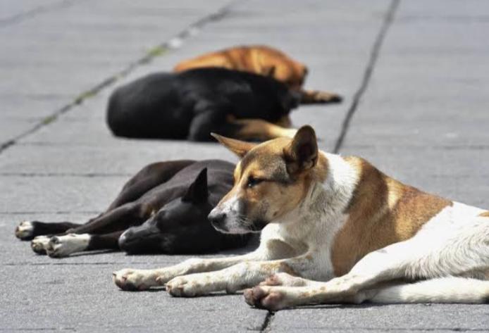 Comisión del Senado pide campañas de esterilización para perros y gatos en situación de calle