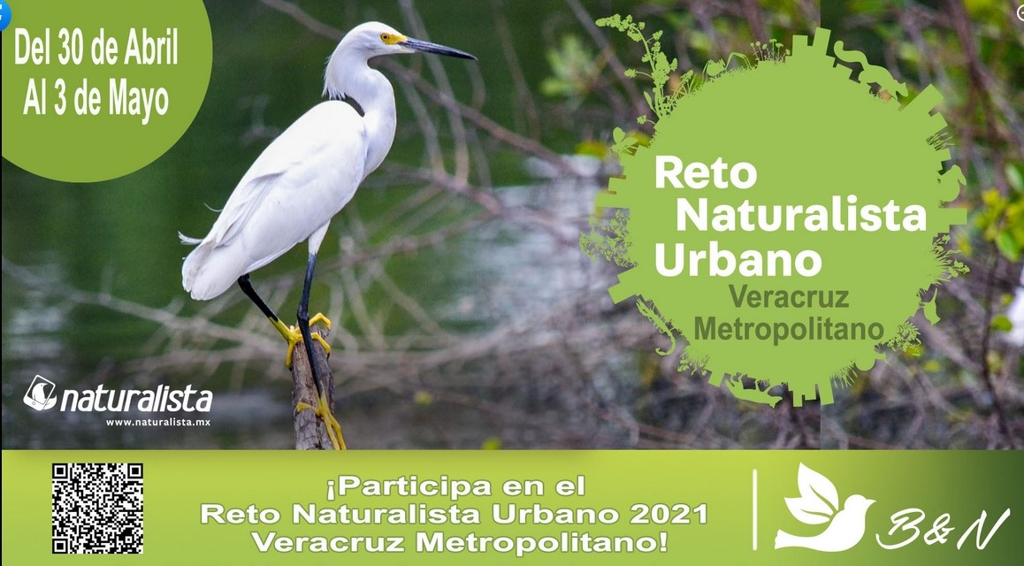 Invitan a observar el entorno y participar en Reto Naturalista Urbano 2021