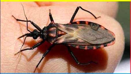 Autoridades de Salud piden extremar precauciones para evitar el mal de Chagas