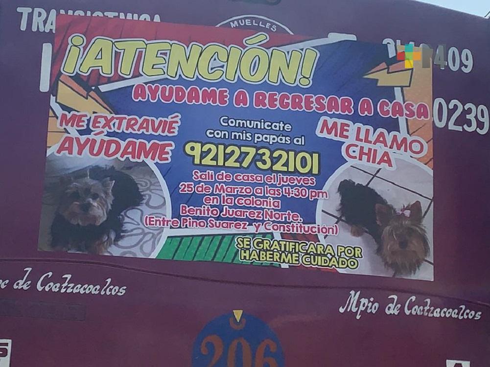 Con lonas en camiones, buscan a perrita extraviada en Coatzacoalcos