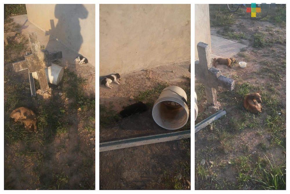 Ahora envenenaron a mascotas en la congregación Guillermo Prieto de Coatzacoalcos