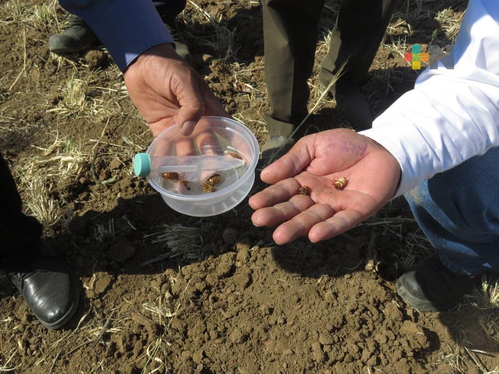 Intervienen investigadores del Inecol en control de plaga “Gallina Ciega»