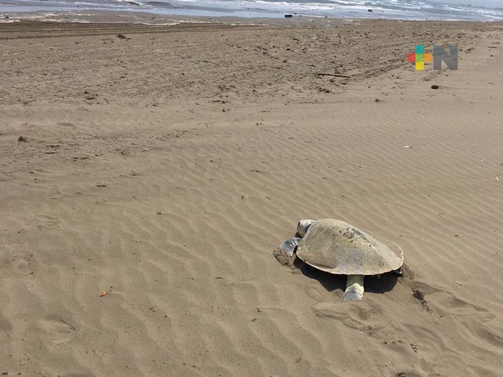 Asociación Verde Carey se prepara para arribazón de tortuga en el municipio de Coatzacoalcos