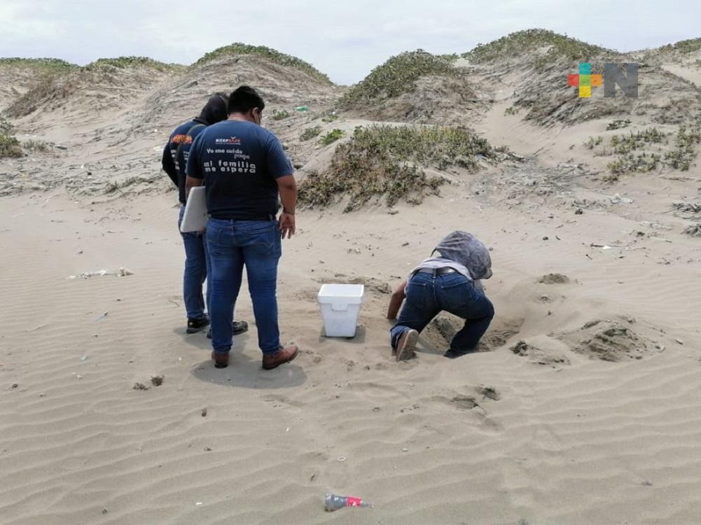 Protección Civil de Coatzacoalcos exhorta a población a evitar saqueo de huevos de tortuga