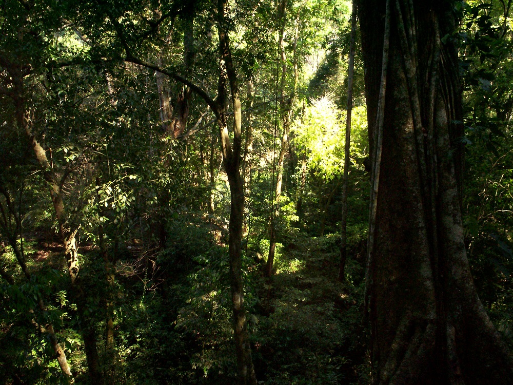 Justicia llegará a la comunidad de la Selva Lacandona