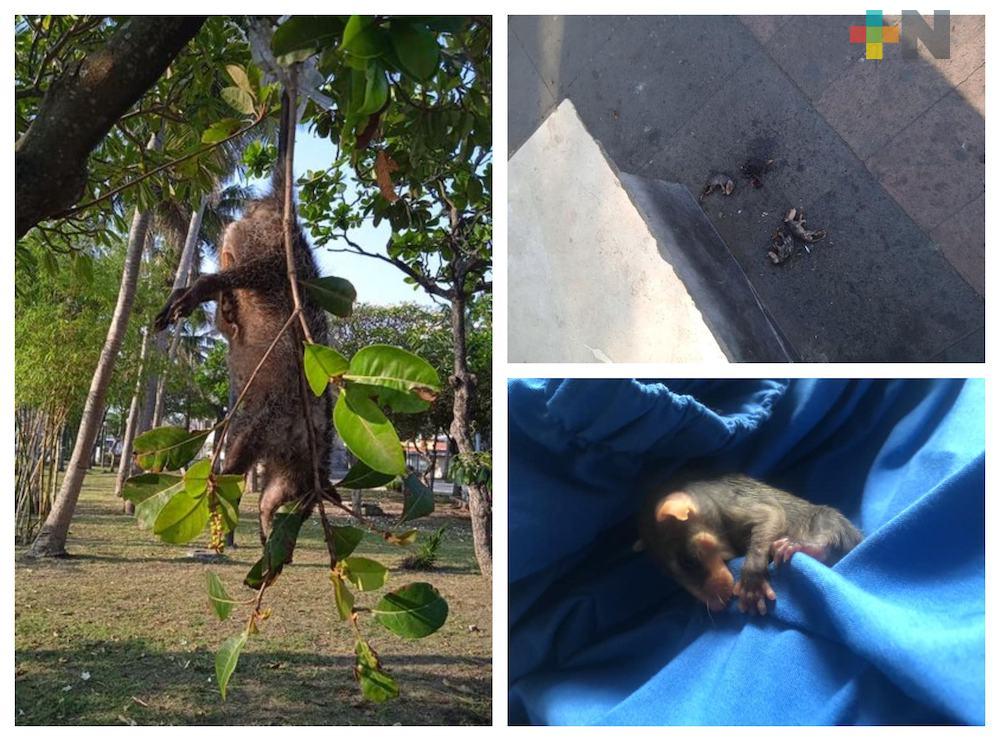 Matan a tlacuache con sus crías en parque Zamora de Veracruz