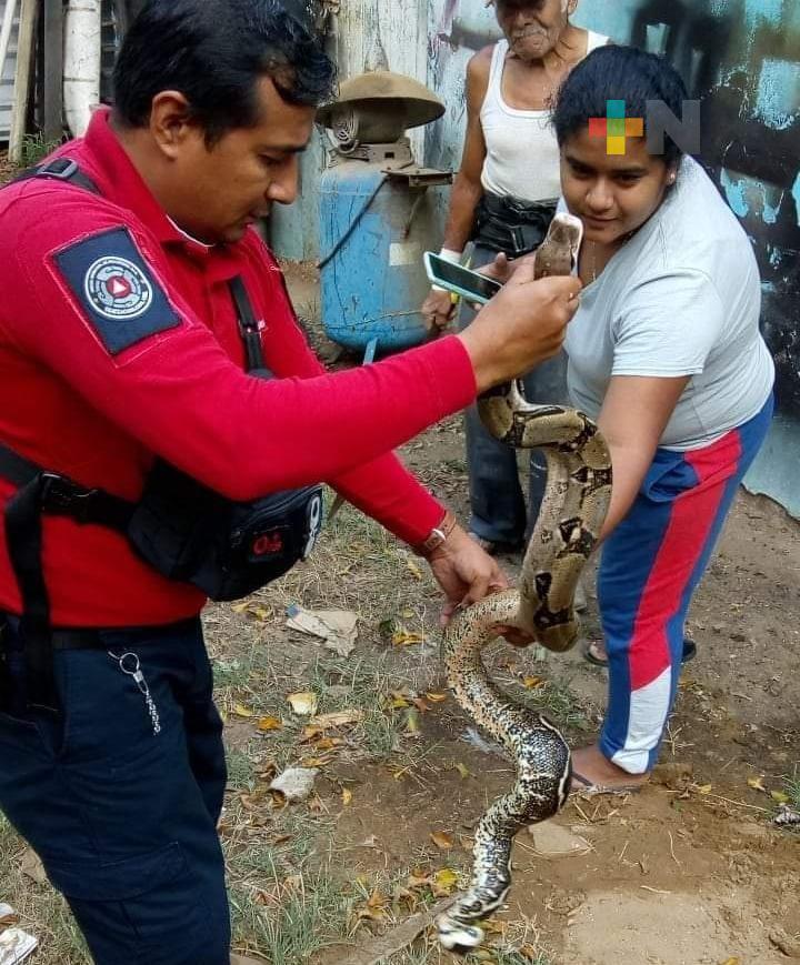 Unidad Municipal de Protección Civil capturó víbora en colonia Tierra y Libertad de Coatzacoalcos