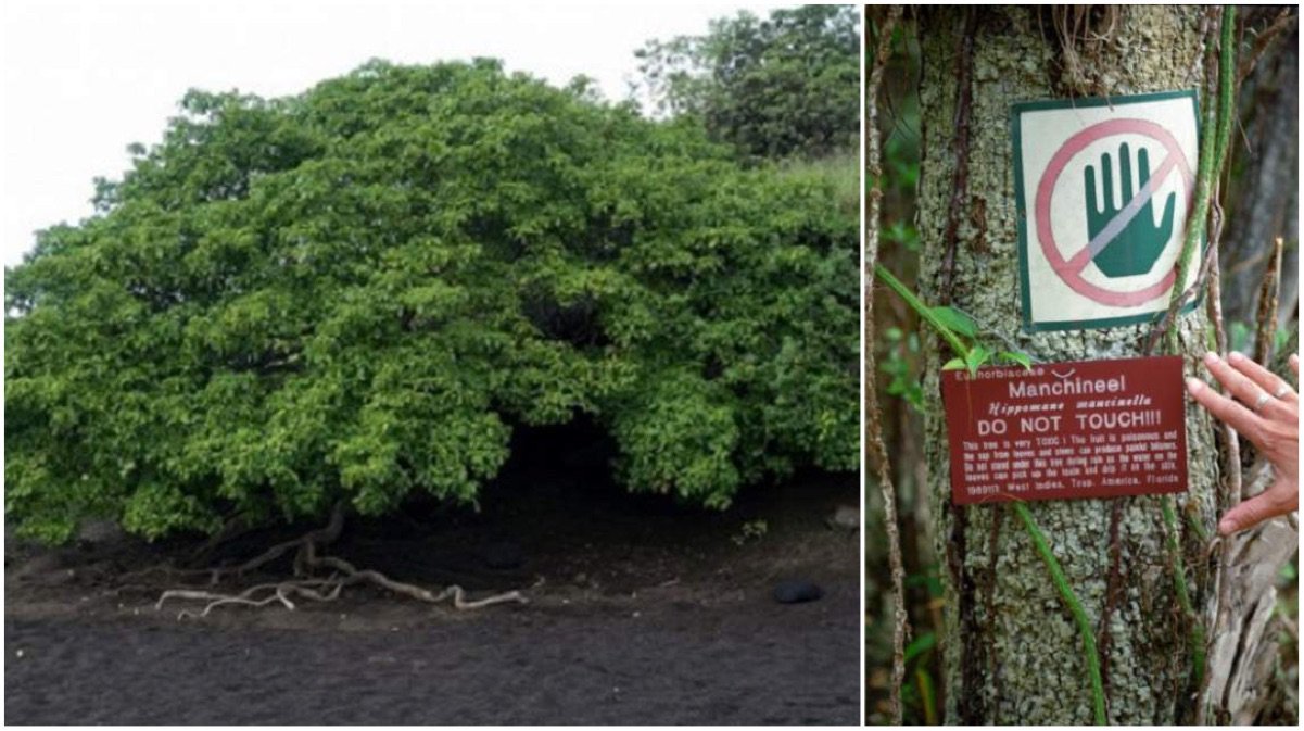 ¿Cuál es el árbol más venenoso del mundo?