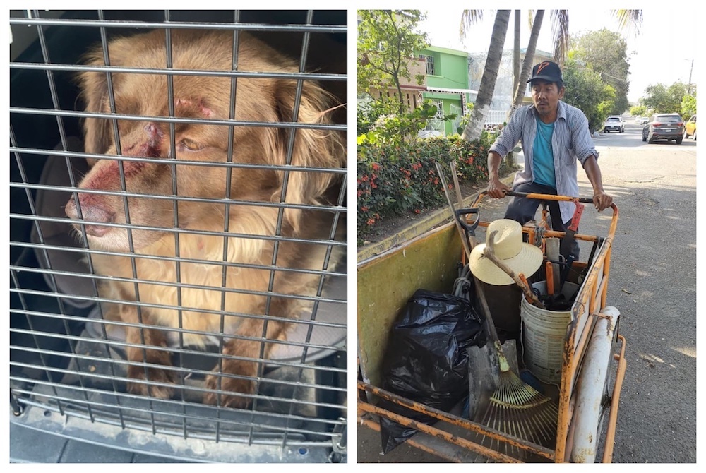 En redes sociales, joven denuncia a hombre que macheteó a su perra