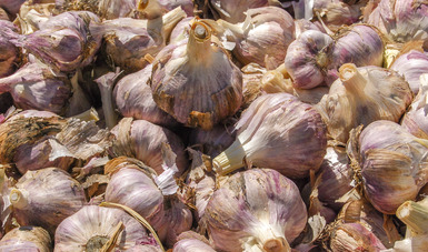 Productores de ajo de Tlacolulan pusieron a la venta su producto en Xalapa