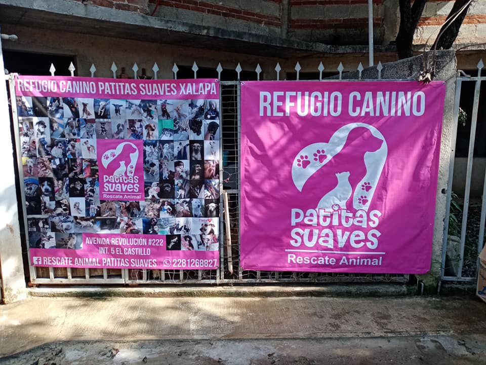 Denuncian que personas piden apoyos a nombre de asociación que resguarda perros