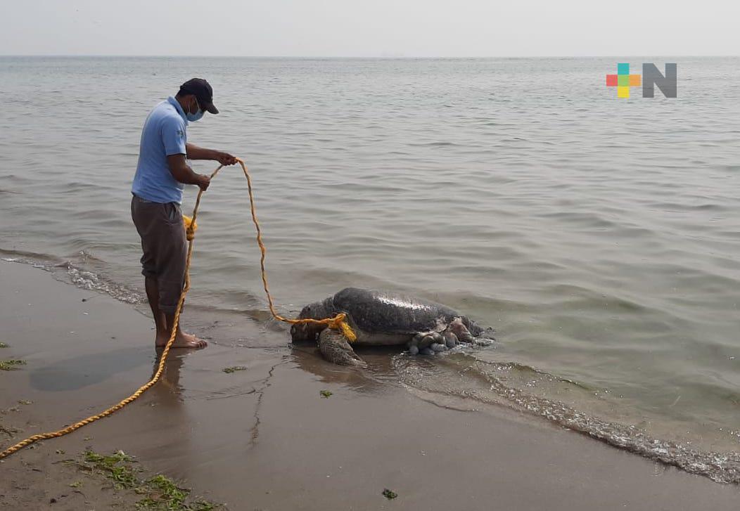 Hallan tortuga marina muerta en playa de Boca del Río