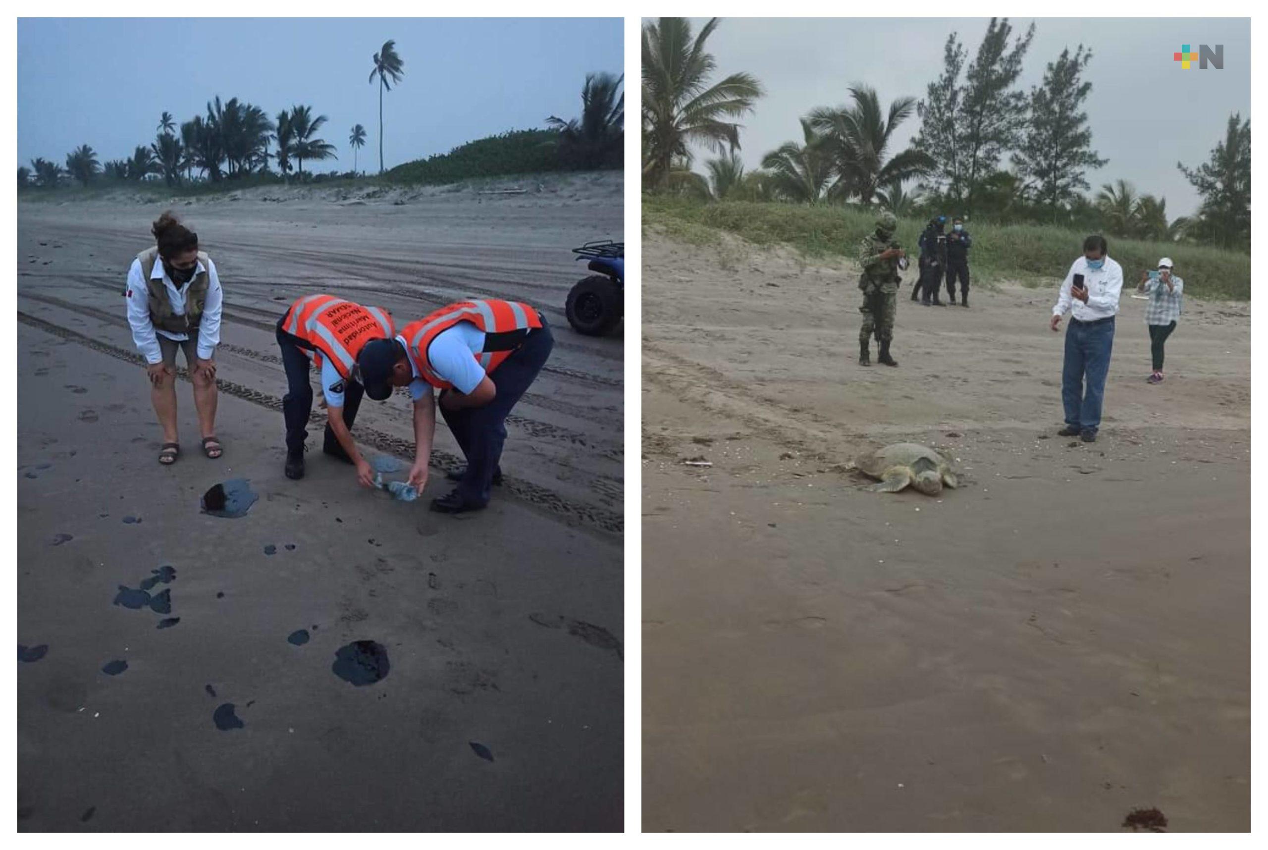 Autoridades evalúan daños  causados por chapopote en playas de campamentos tortugueros