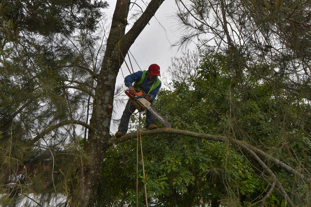 Realizan poda preventiva de árboles en Xalapa