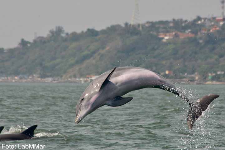 Alumna de posgrado de la UV analizó poblaciones de delfines en Veracruz