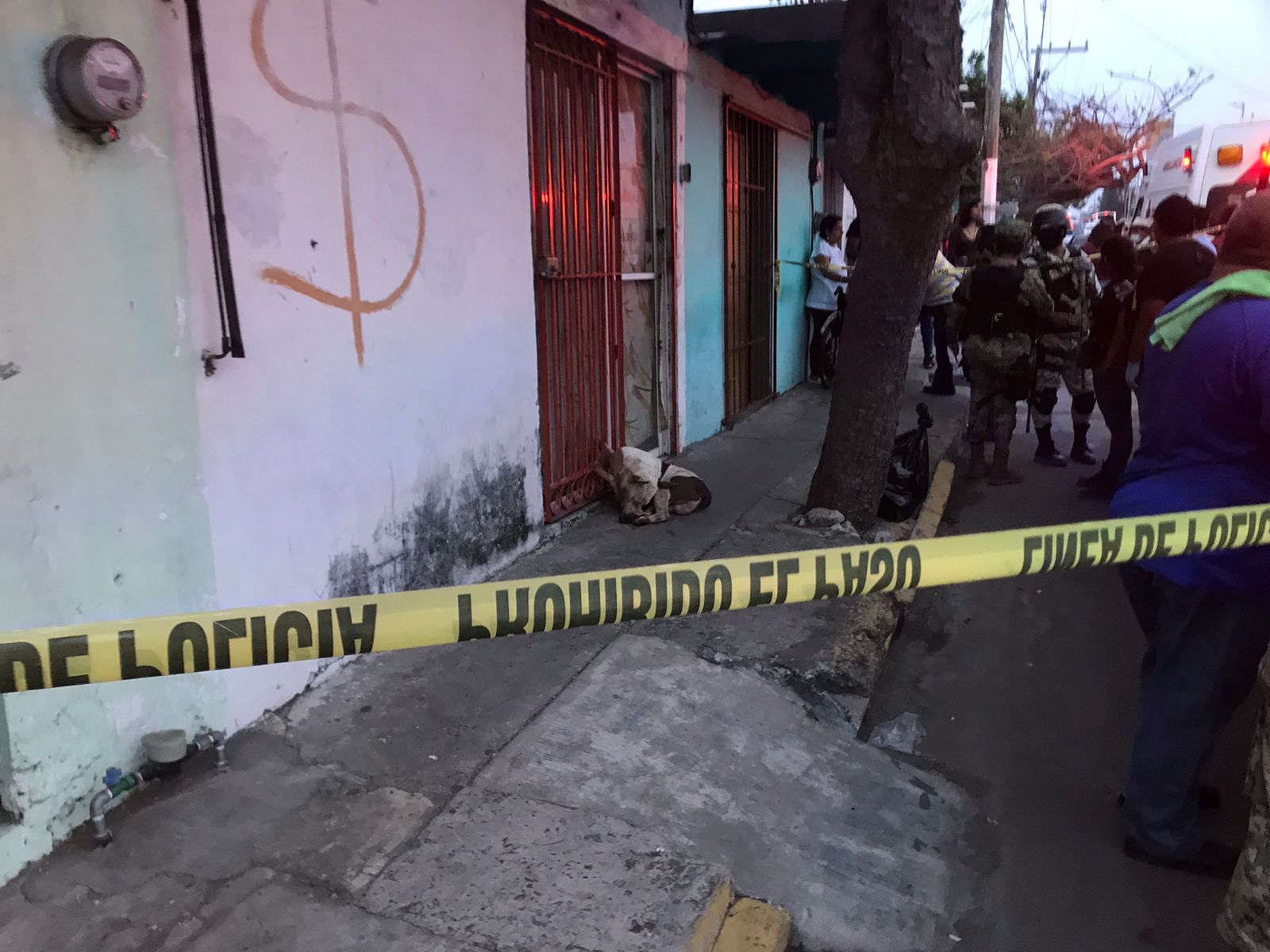 Pitbull atacó y mató a una señora en el puerto de Veracruz