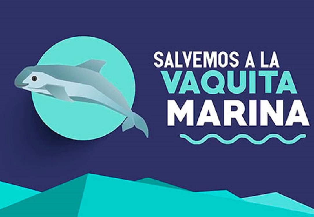 A punto de extinguirse las vaquitas marinas