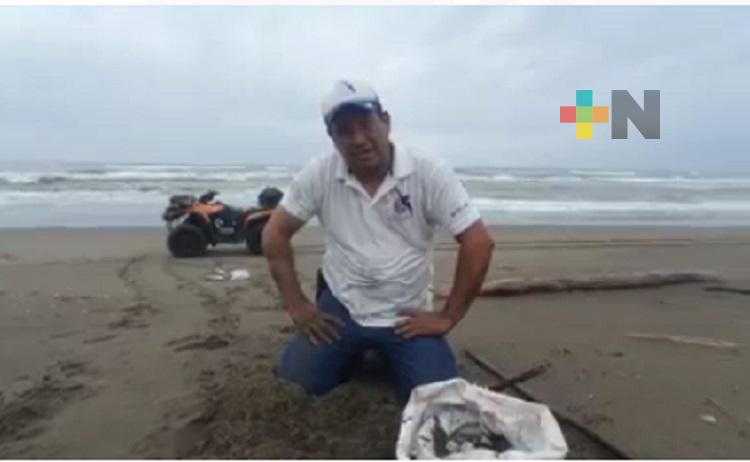 Alarmante disminución del 30 por ciento de arribo de tortugas marinas en Nautla