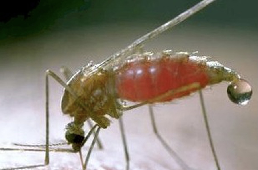 Recomienda IMSS Veracruz Sur aplicar medidas preventivas contra paludismo